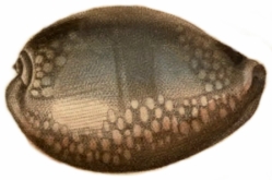 Monetaria caputserpentis - Cypraeidae