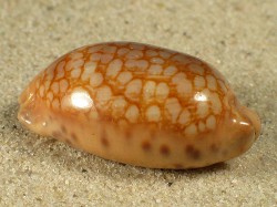 Mauritia scurra - Cypraeidae