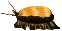 Talparia talpa - Cypraeidae