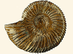 Versteinerte Ammoniten