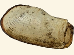 Laternulidae