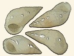 Zebinidae