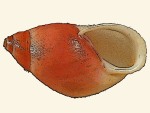 Strophocheilidae
