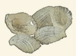 Eulilmidae