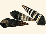 Batillariidae
