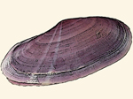 Psammobiidae