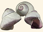 Janthinidae