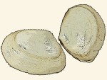 Semelidae