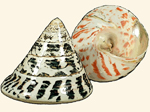Polished shells