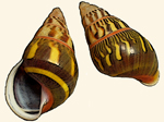 Camaenidae