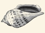 Shell oval / Opening slit-shaped