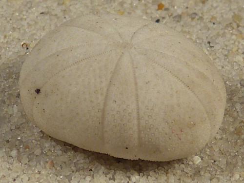 Echinoneus cyclostomus FR-IndianOcean 1,9cm *unique*