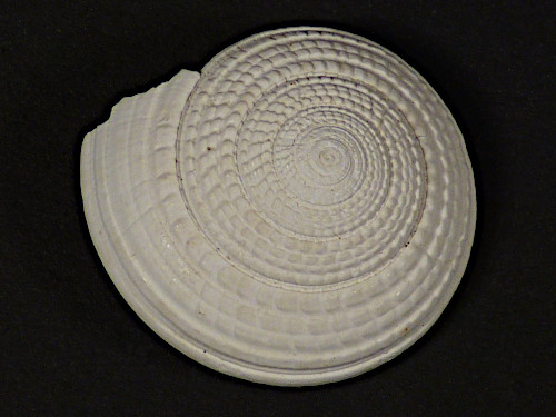 Architectonica nobilis Pliocene US 2,6cm *Unikat*