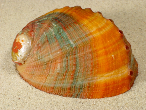 Haliotis assimilis 2-coloured MX 8+cm