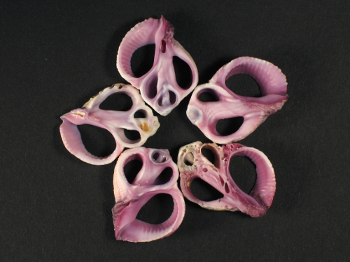 Coralliophila violacea Gehuseschnitt 1,5+cm