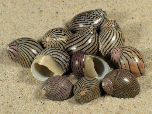 Neritina Decorative Craft Seashells - Nerite Marine Gastropod