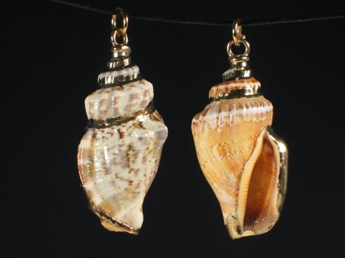 Shell pendant Canarium labiatum golden