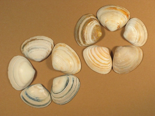 Fossile Surf clam 1/2 3-4,5cm (x10)