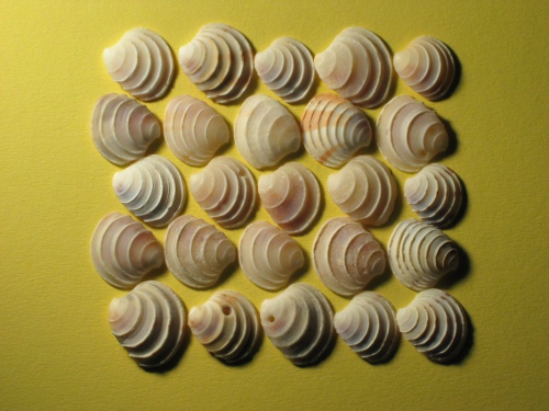 White crown venus shell 1/2 1,5-2,5cm (x20)