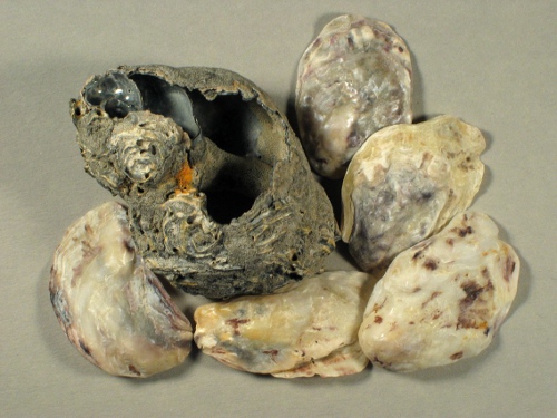 Pacific oyster 1/2 2,5-3,5cm (x5)