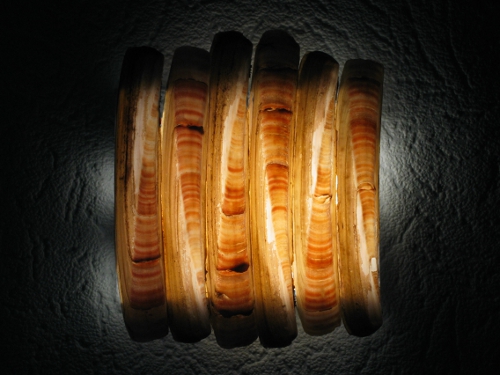 American razor clam 11-14cm (x3)