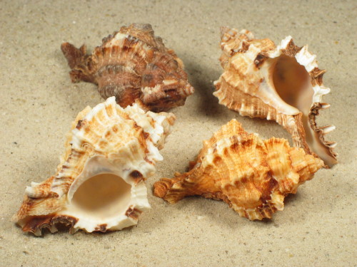 1,5-1,9 - Phyllonotus pomum