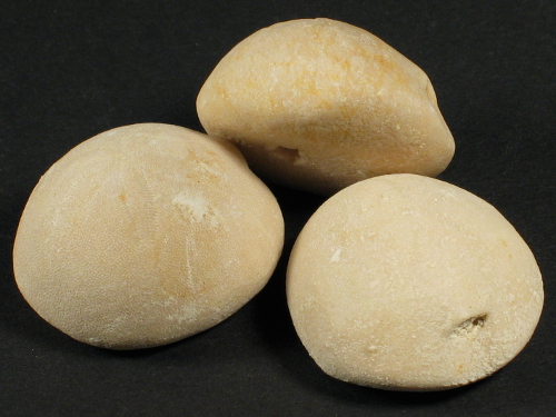Rhyncholampas gouldii Oligocene US 2,8+cm