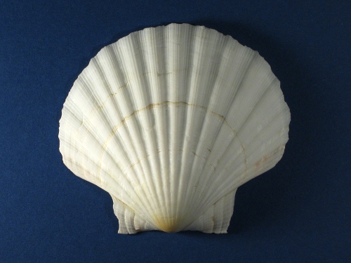 White Pilgrim Shell 1/2 deep 9-11cm