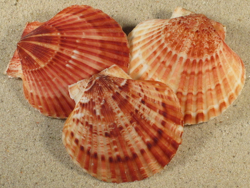 Aequipecten opercularis UK-Nordsee 6,5+cm