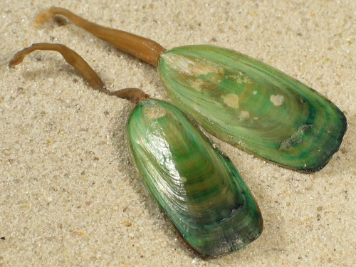 Lingula anatina PH 5,5+cm