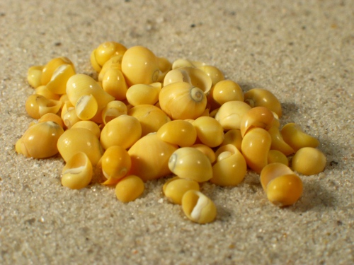 Clithon oualaniensis yellow 0,5cm (x20)