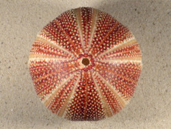 Echinus esculentus 10,6cm *unique*