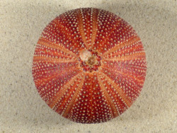 Echinus esculentus 9,6cm *unique*