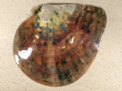 Pinctada maxima braun-grn Perlmutt 1/2 16+cm