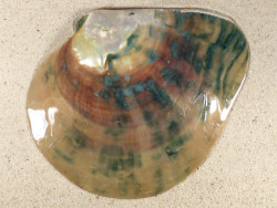 Pinctada maxima brown-green nacre 1/2 16+cm