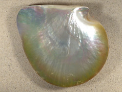 Pinctada maxima braun-grn Perlmutt 1/2 16+cm