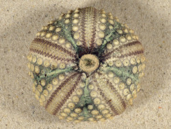 Echinothrix calamaris PH 6,8cm *unique*