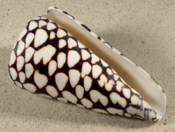 Conus marmoreus VN 10cm *Unikat*