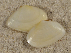 Macomangulus tenuis light ES-Mediterranean 1,8+cm