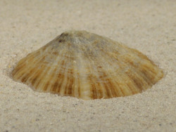 Patella caerulea ES-Mittelmeer 5,3cm *Unikat*