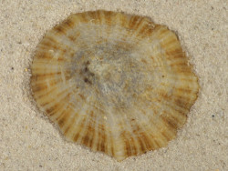 Patella caerulea ES-Mediterranean 5,3cm *unique*