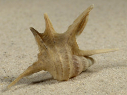 Aporrhais serresiana m/O ES-Mittelmeer 4,9cm *Unikat*