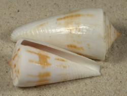 Conus tribblei smooth PH 4,9+cm