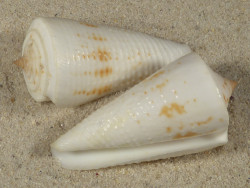 Conus tribblei granulate PH 4,7+cm