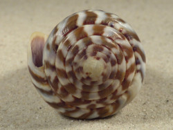 Conus namocanus MG 6,8cm *unique*