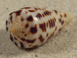 Conus blanfordianus PH 3,7cm *unique*
