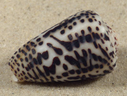 Conus pulicarius PH 3,9cm *unique*
