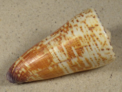 Conus thalassiarchus PH 8,8cm *unique*