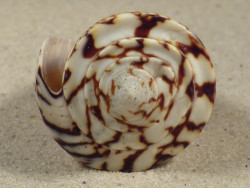 Conus thalassiarchus PH 6,1cm *Unikat*