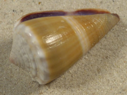 Conus lividus PH 4,4cm *unique*